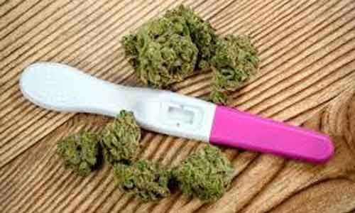 Cannabis use during pregnancy linked to retarded fetal growth