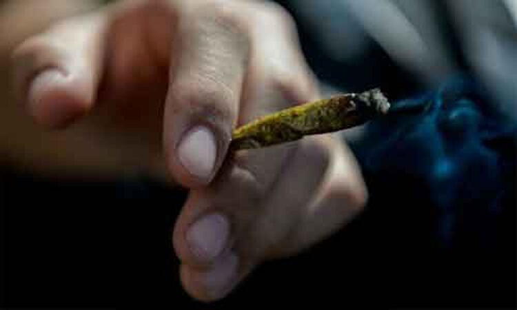 Marijuana use tied to higher risk of bleeding, VV accidents after PCI: JACC Study