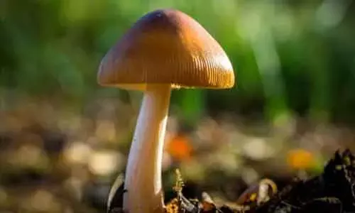Psilocybin, in 10mg or 25mg doses, has no short- or long-term detrimental effects in healthy people