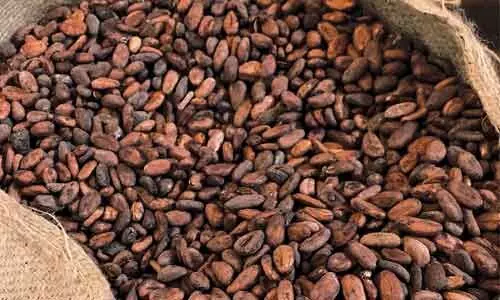 Pure cocoa powder improves visual acuity in adults in daylight: Study
