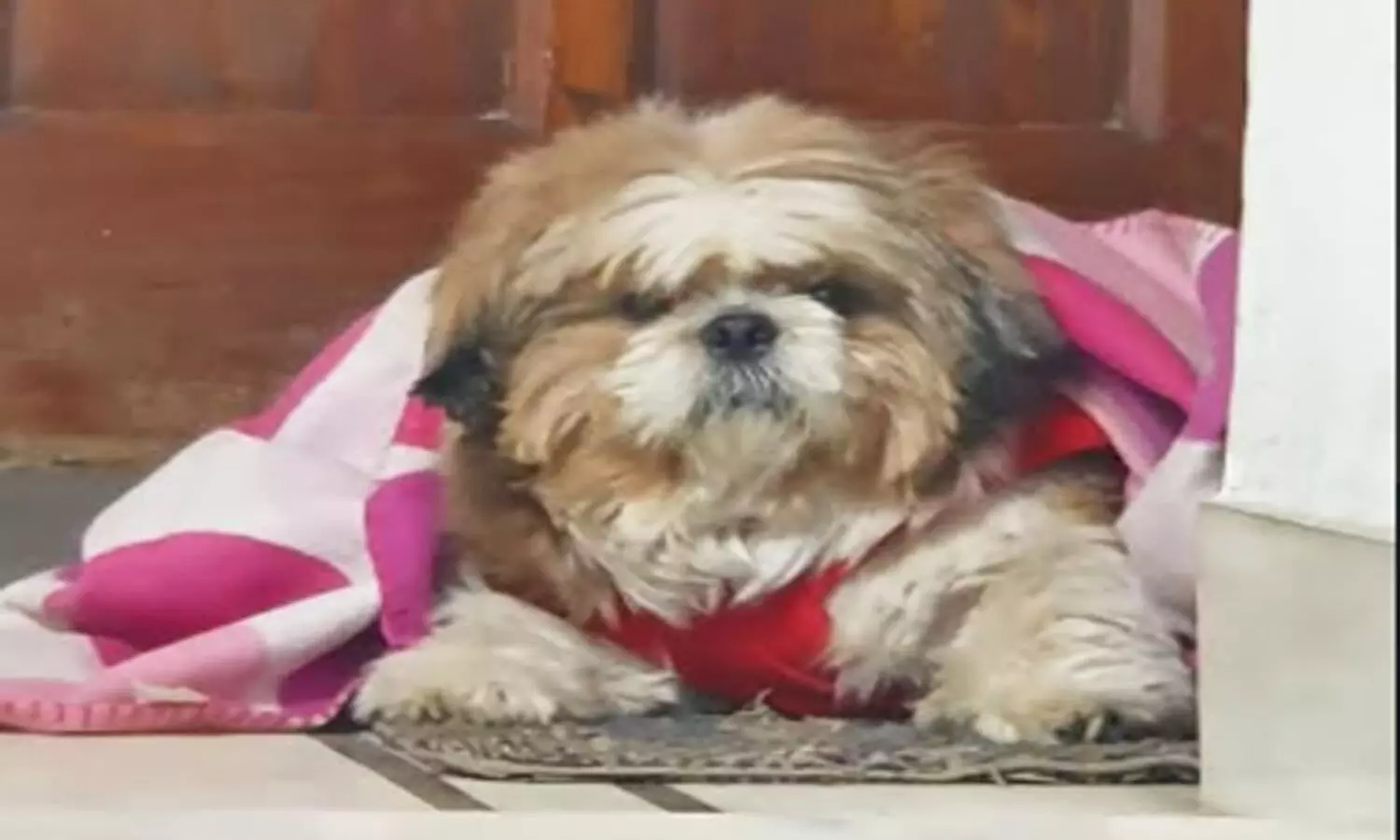 Hongkong Dog quarantined after testing  weak positive for coronavirus