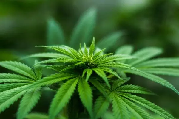 Epileptic seizure frequency fell by 86% in kids treated with whole plant medicinal cannabis
