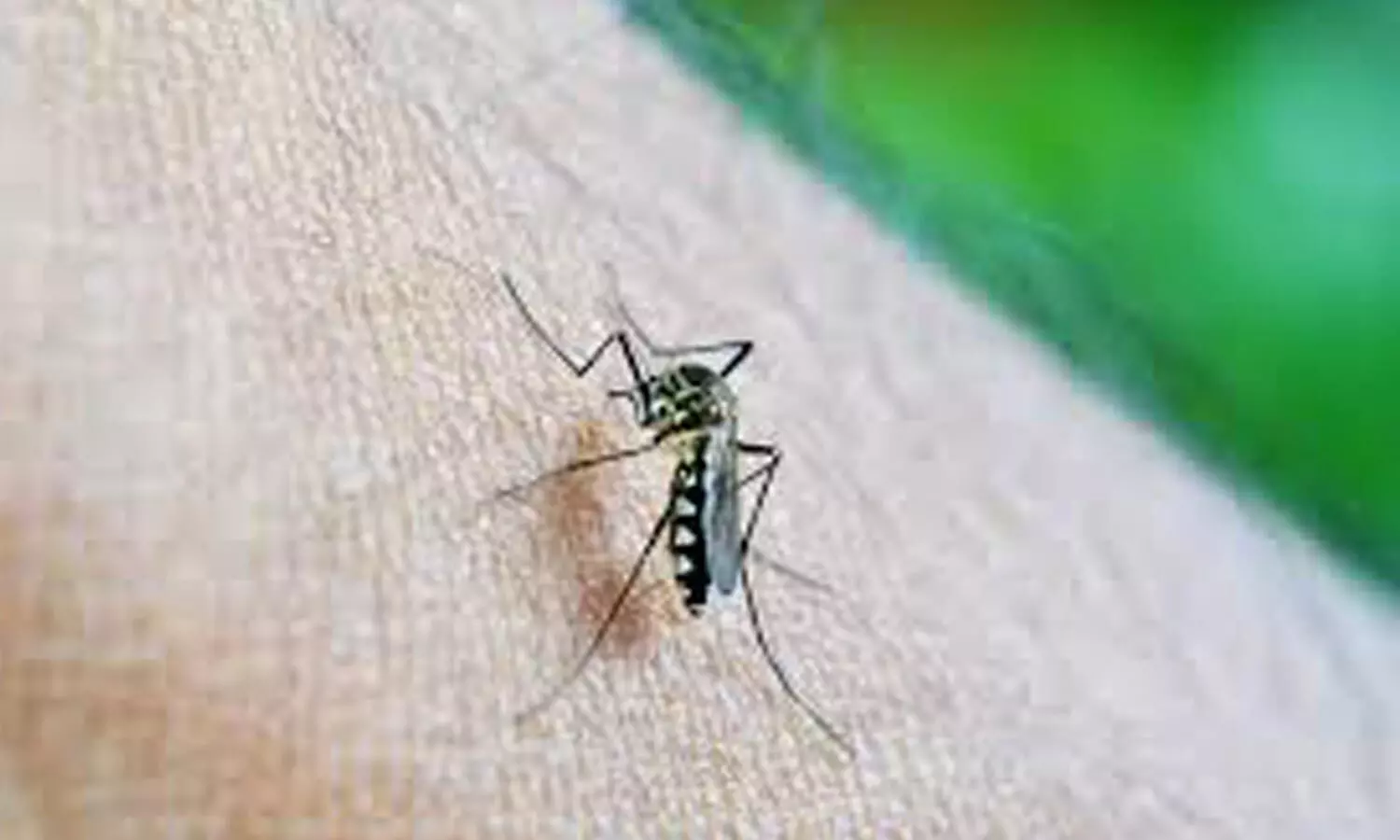Haryana reports fall in malaria cases by 93 percent, no case of chikungunya till now