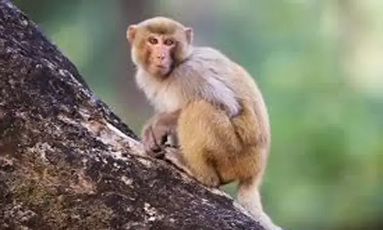 PETA asks Health Ministry, ICMR to stop Covid-19 vaccine tests on monkeys