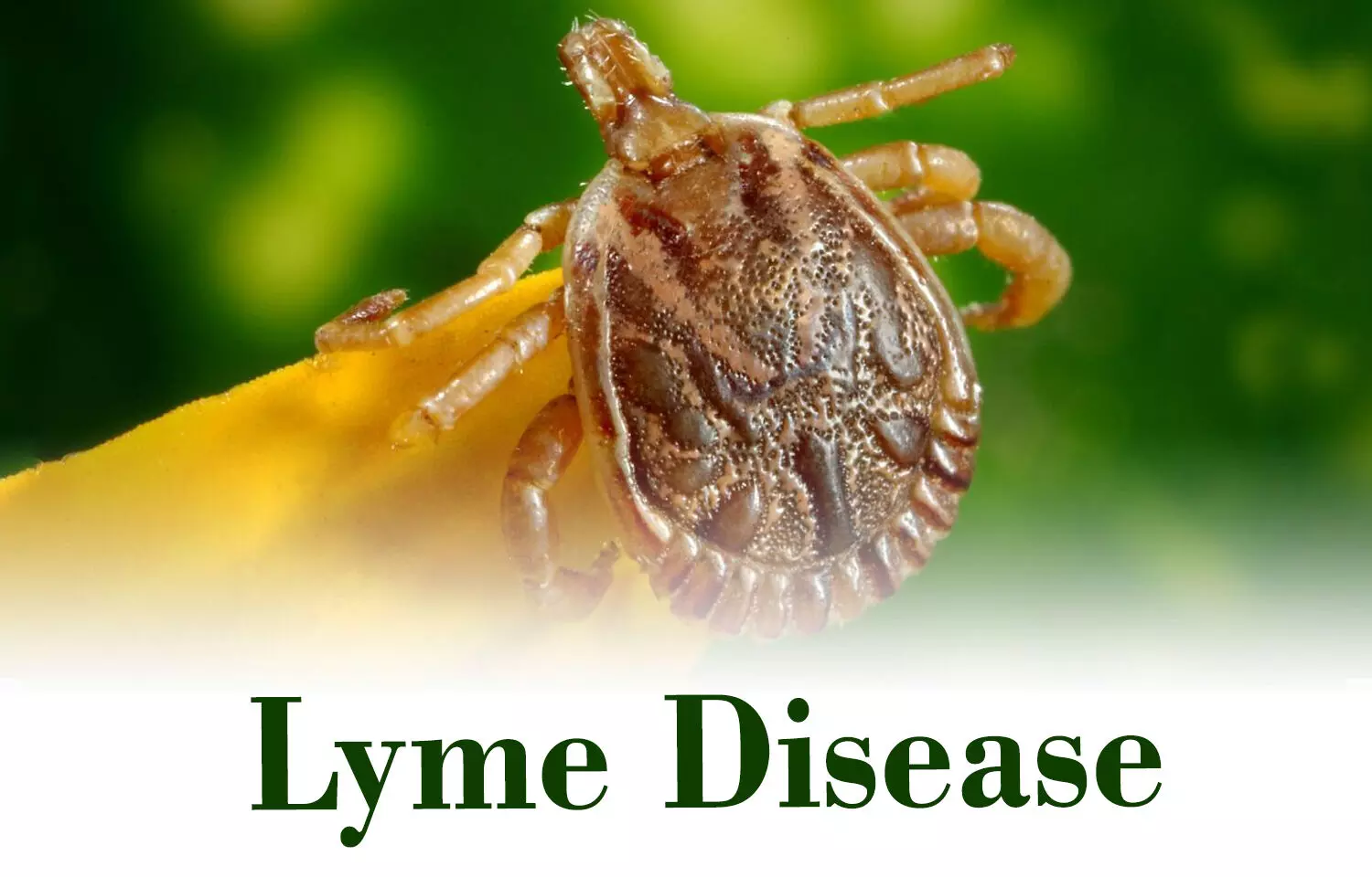 Majority of children getting treatment for Lyme disease improve in 6 months