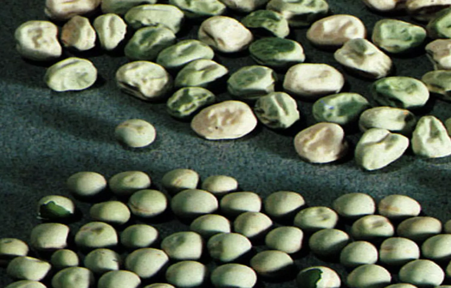 Wrinkled peas may help reduce blood sugar and diabetes risk, finds Study