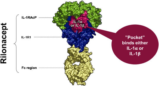 Interleukin (IL)-1 inhibitor rilonacept resolves and prevents recurrent ...