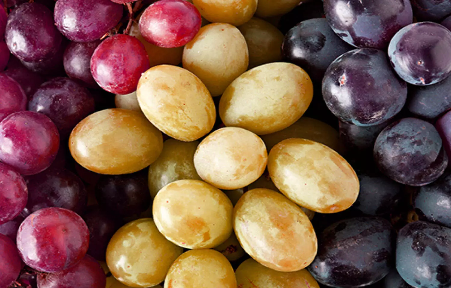 Grape consumption benefits gut microbiome and lowers cholesterol