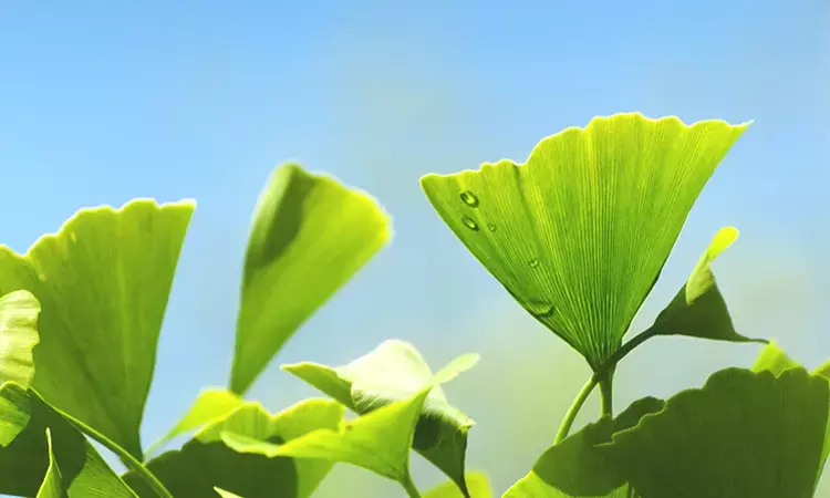 Ginkgo Biloba Leaf Extract may prevent Diabetic Nephropathy, Finds Study