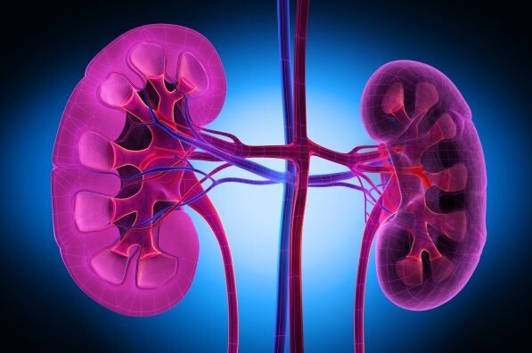 Exostosin 1 and 2 protein markers predict prognosis of membranous lupus ...