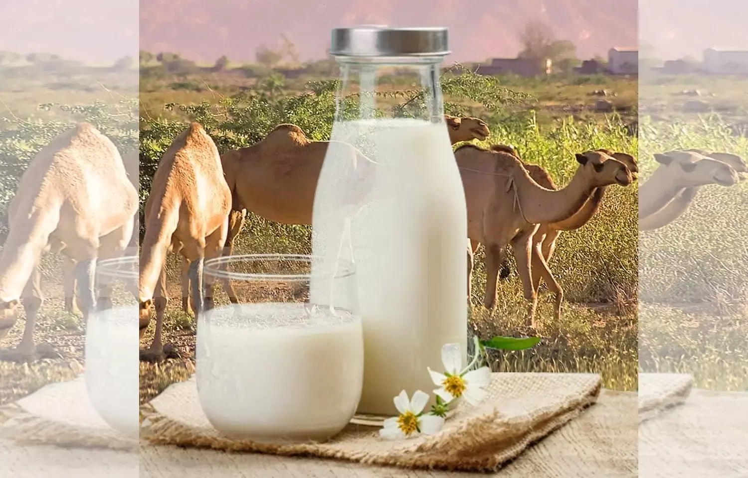 Camel milk may lower blood sugar and help in management of  diabetes: Study