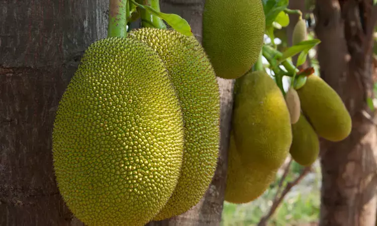 Jackfruit may Help Control Diabetes, finds Study