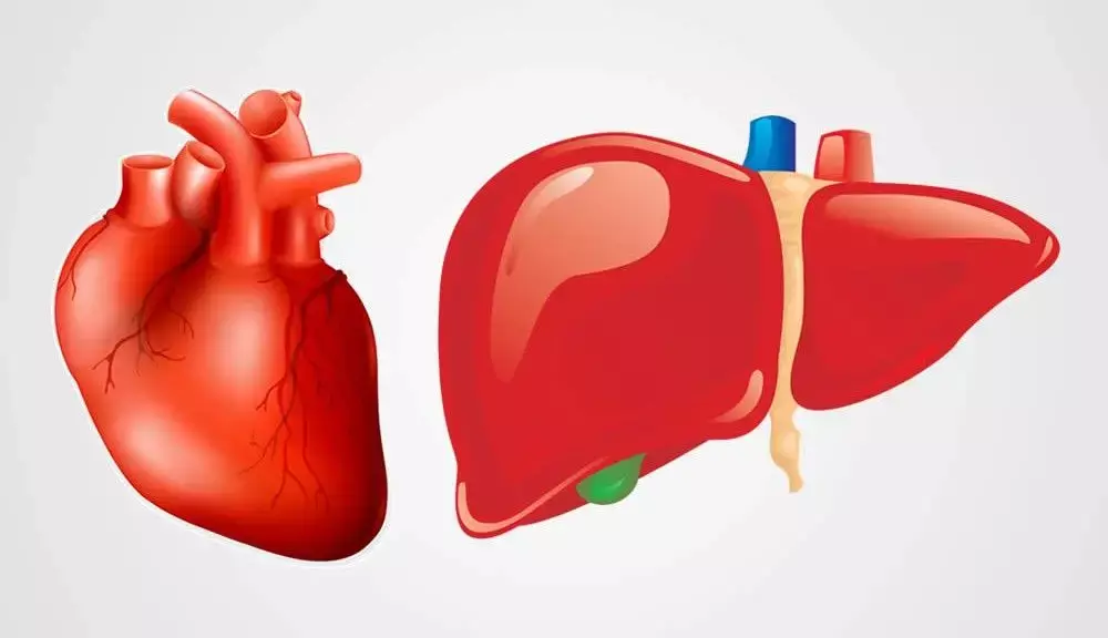 NAFLD may increase risk of fatal or non-fatal CVD events, finds Lance Study