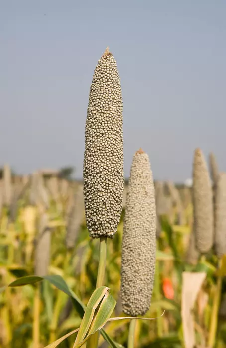 Regular Millet consumption may improve iron deficiency Anemia, finds study