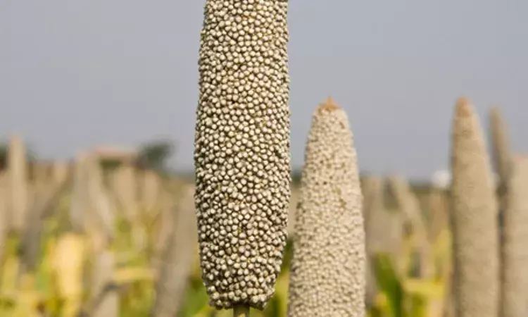 Regular Millet consumption may improve iron deficiency Anemia, finds study