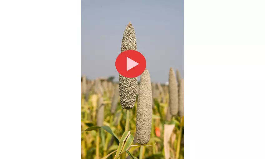 Iron deficiency anemia improves with regular millet intake