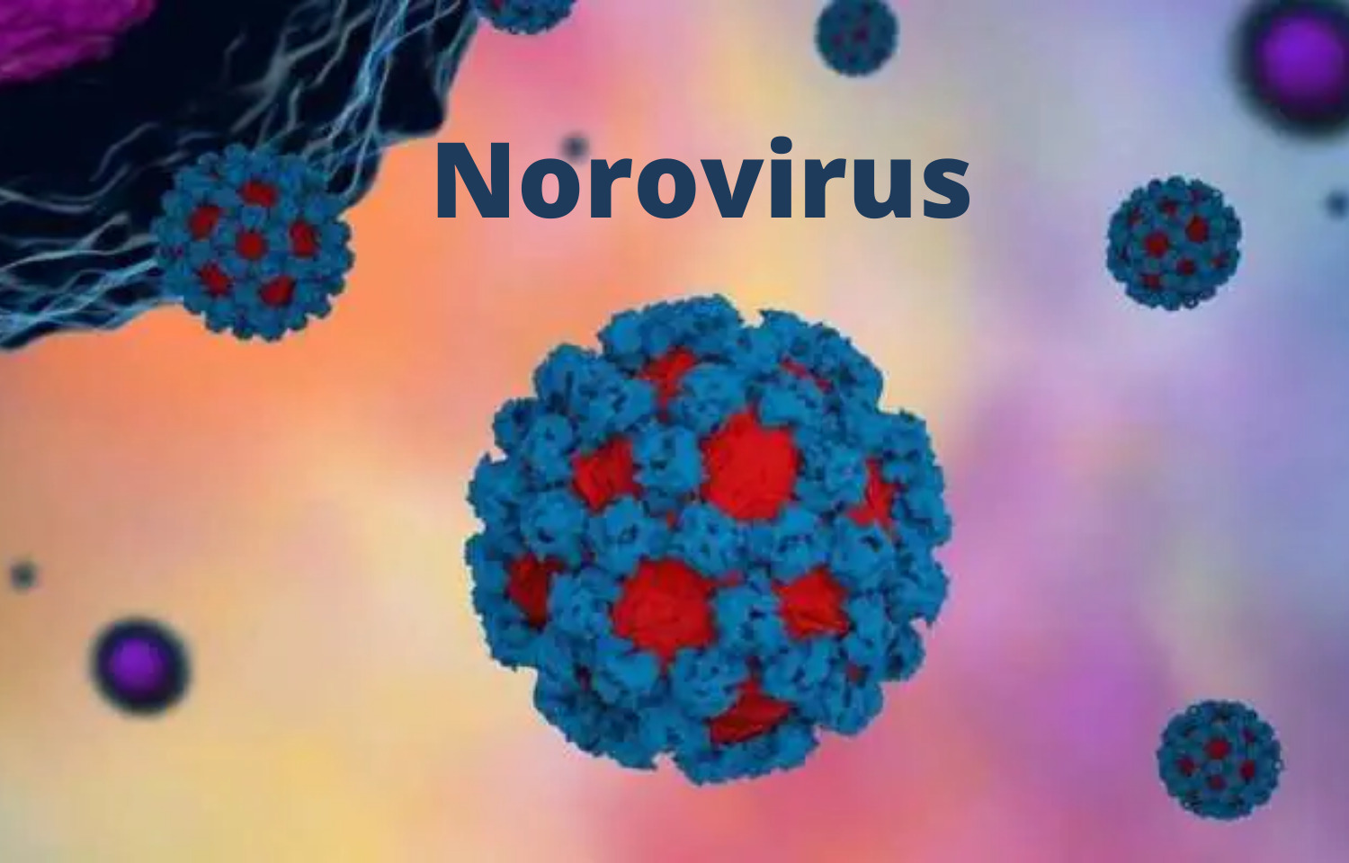 How To Get Rid Of Norovirus In House