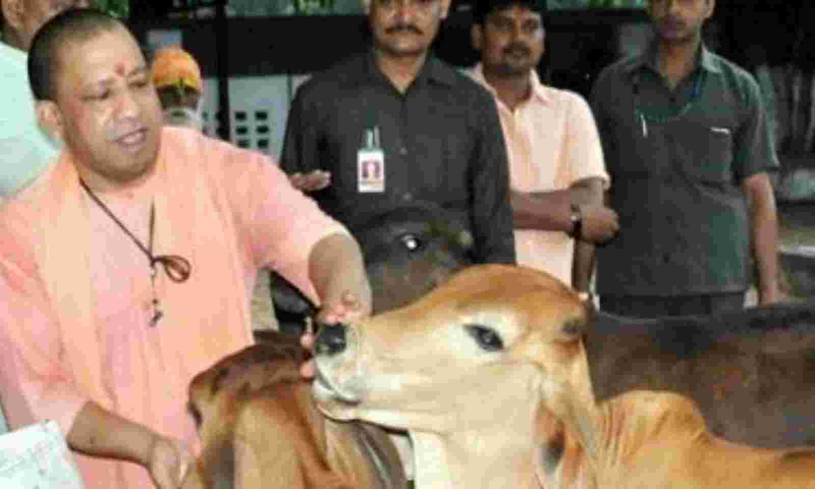 UP to start ambulance service for cows