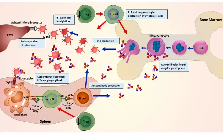 Calcitriol and sirolimus combo effective in treating chronic primary immune thrombocytopenia: study