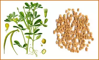 Berberine and fenugreek seeds beneficial in diabetes management and improves QoL: Study