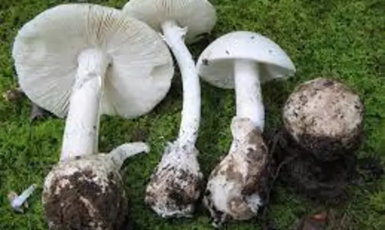 Liver transplantation an effective treatment of acute liver failure caused by Amanita verna: Study