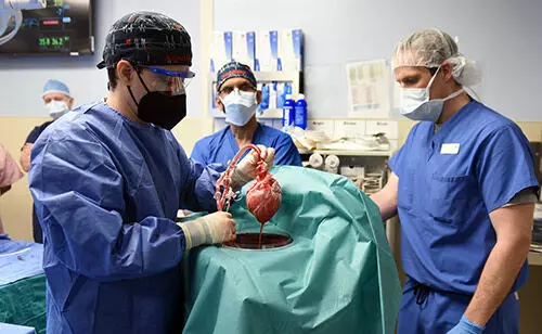 First Successful Porcine Heart Transplant in Human - A monumental Milestone in Transplant History