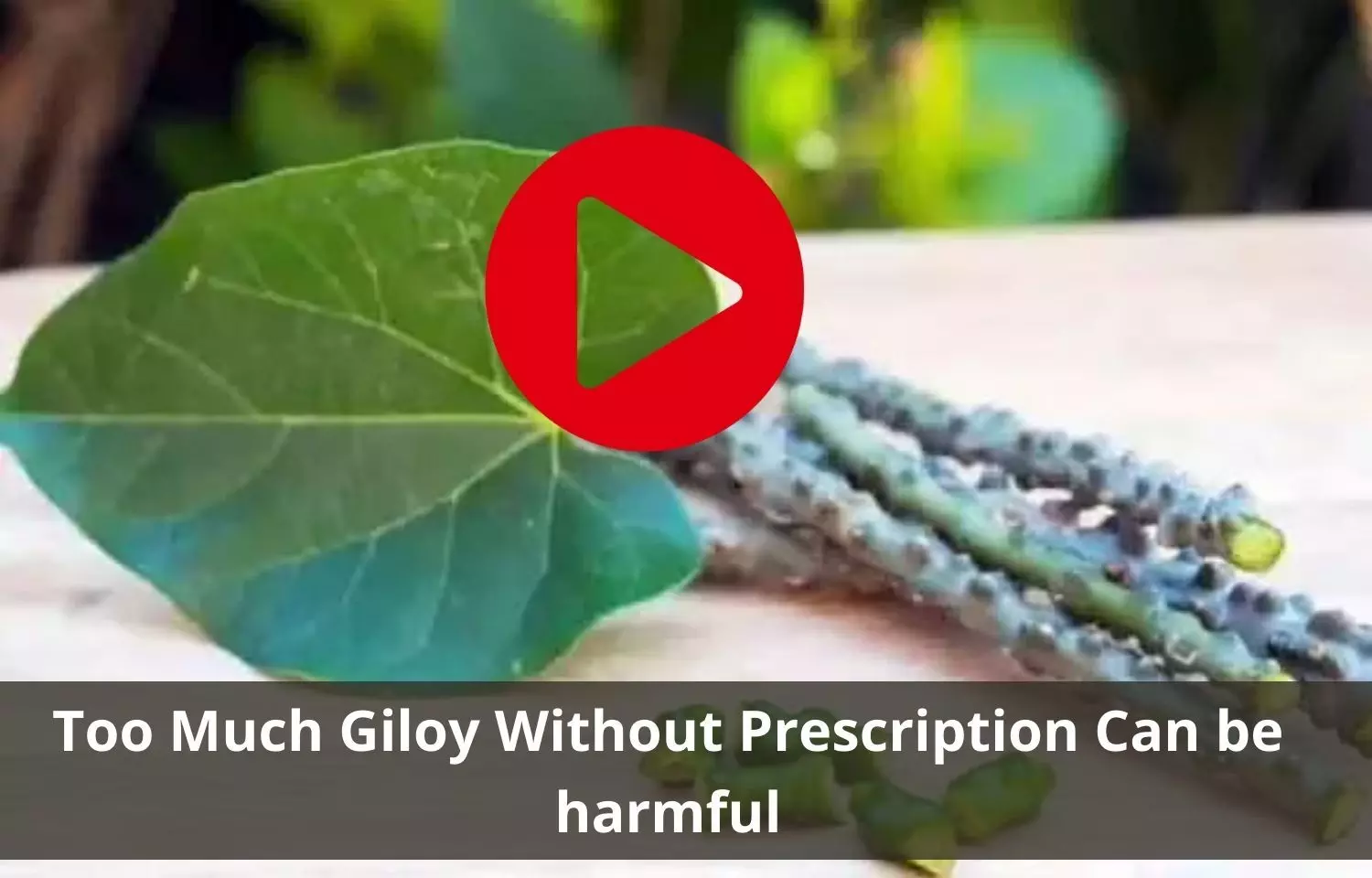 Giloy - An Immunity booster without prescription can be harmful