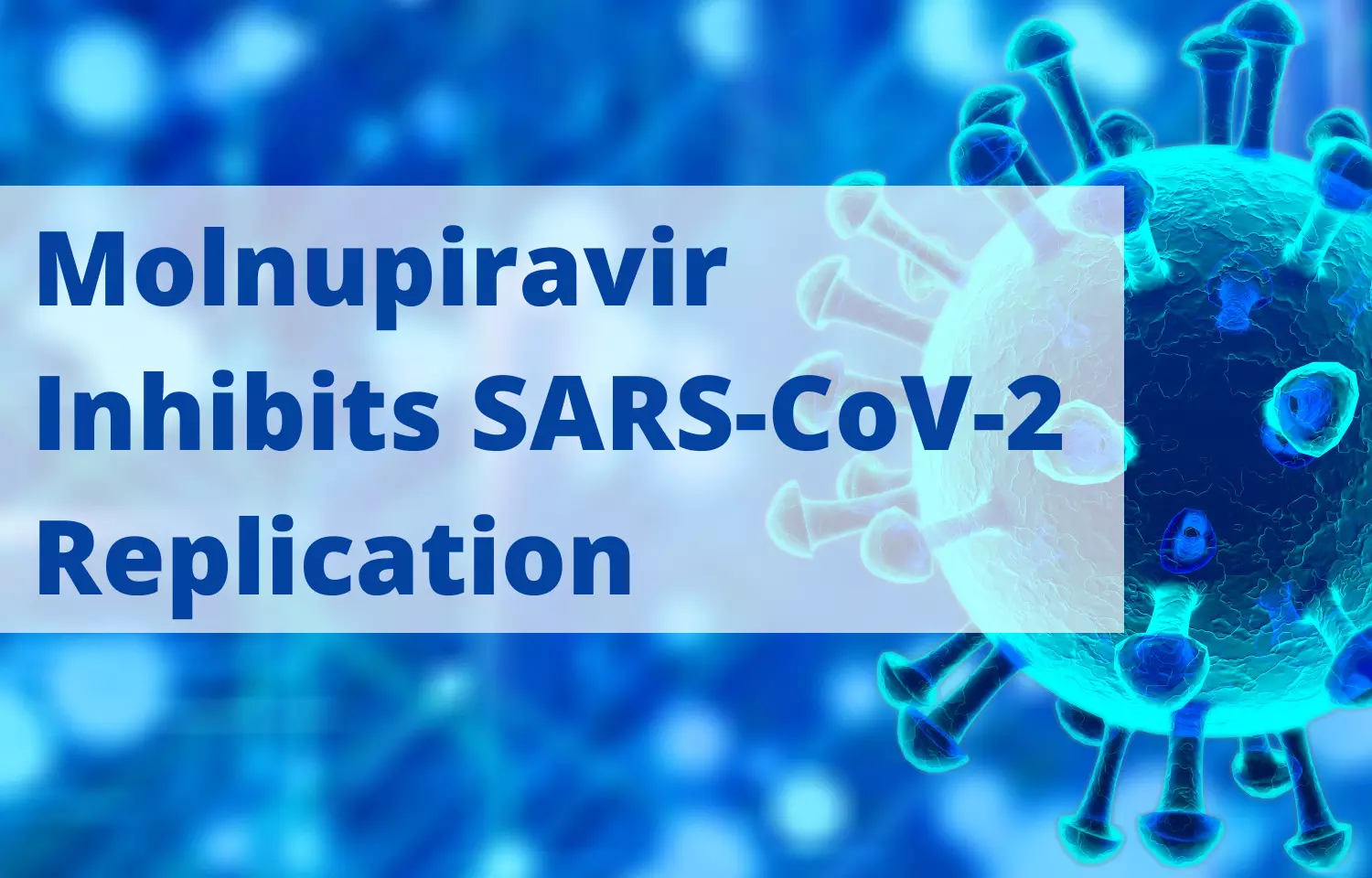 Molnupiravir (MK-4482/EIDD-2801) inhibits SARS-CoV-2 replication in Syrian Hamster Model