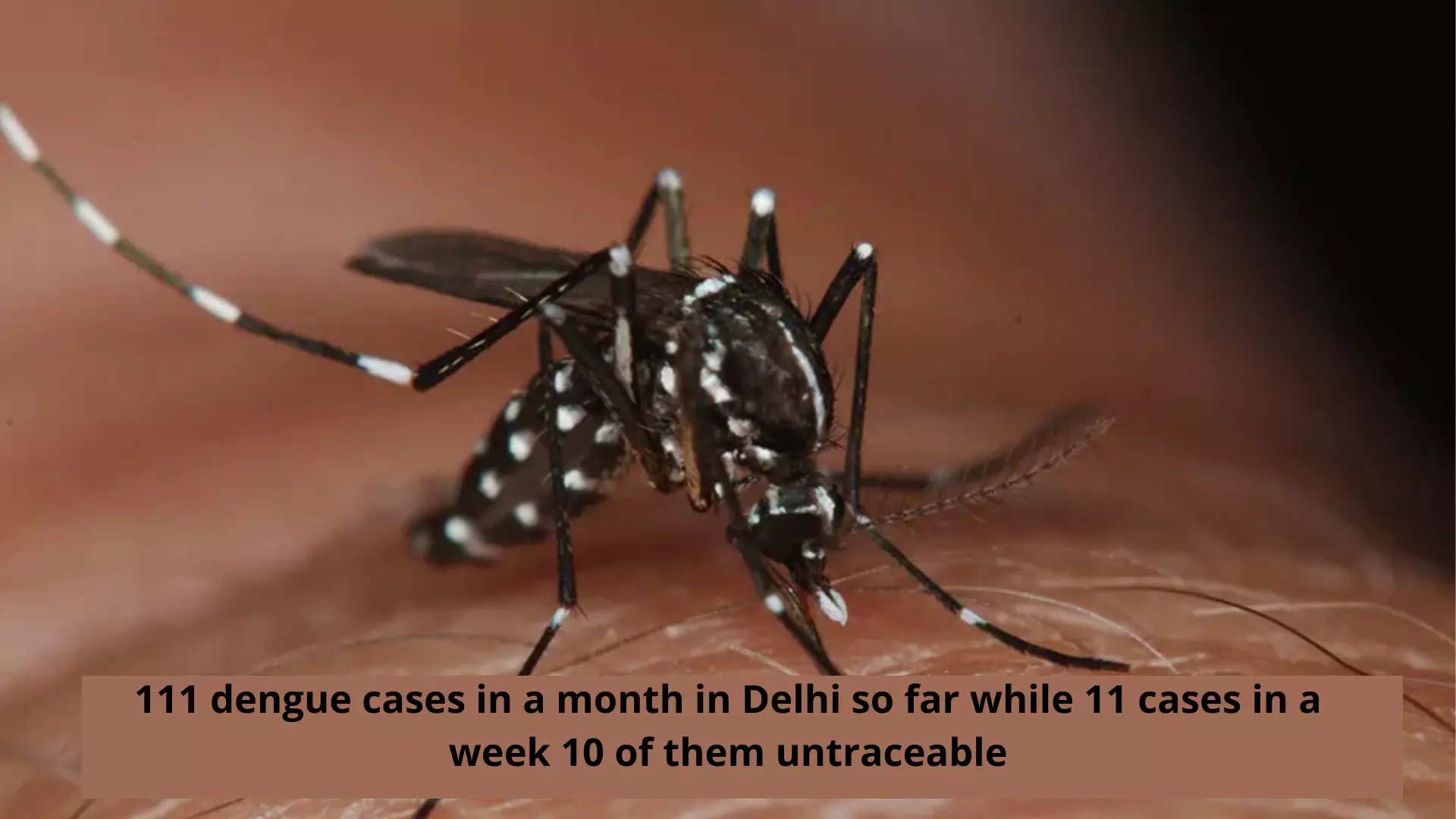 Delhi: 111 dengue cases reported so far