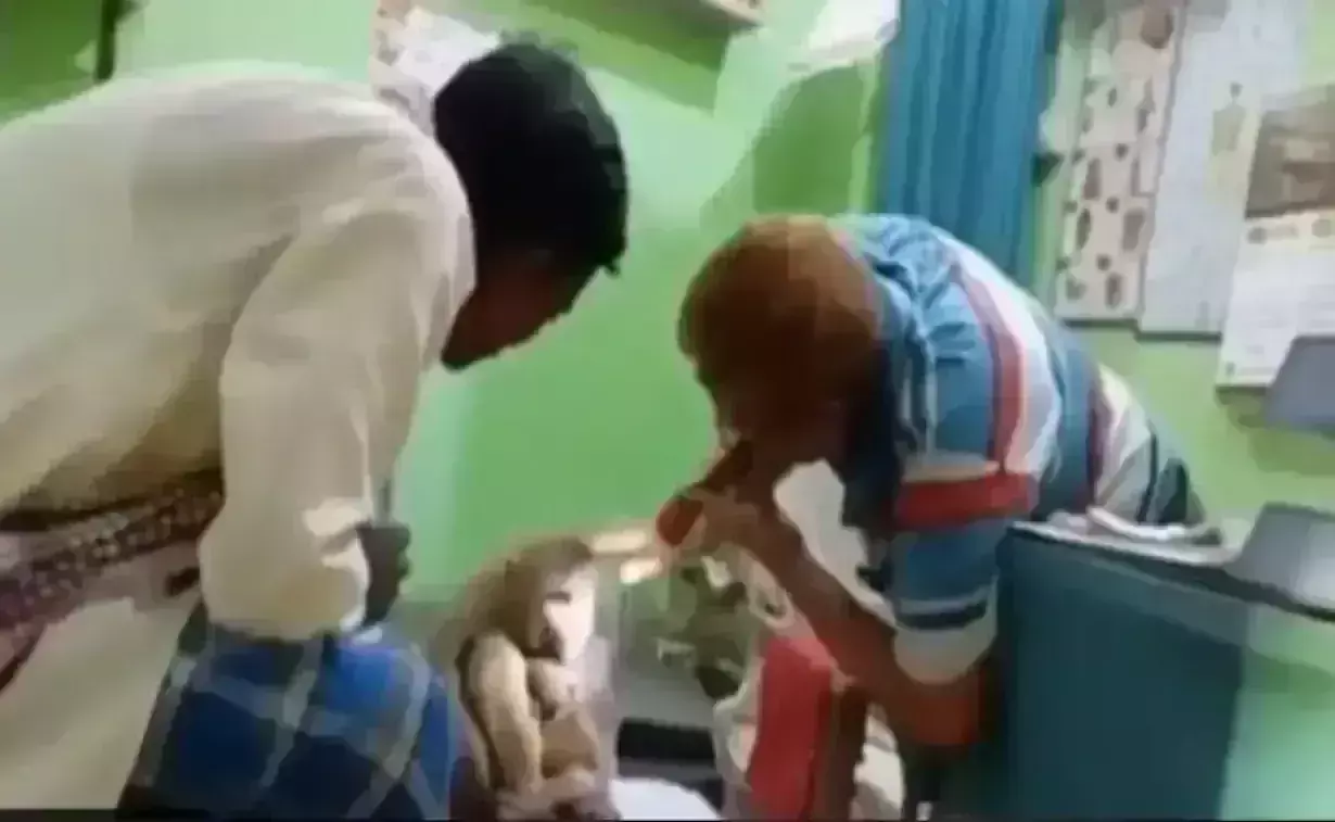 Viral Video: Injured monkey, its baby visits clinic in Bihar for treatment