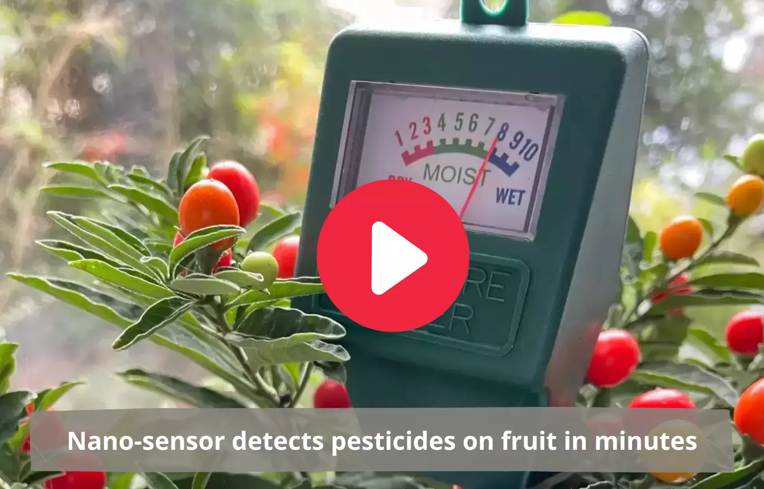 Nano-sensor detects pesticides on fruit in minutes