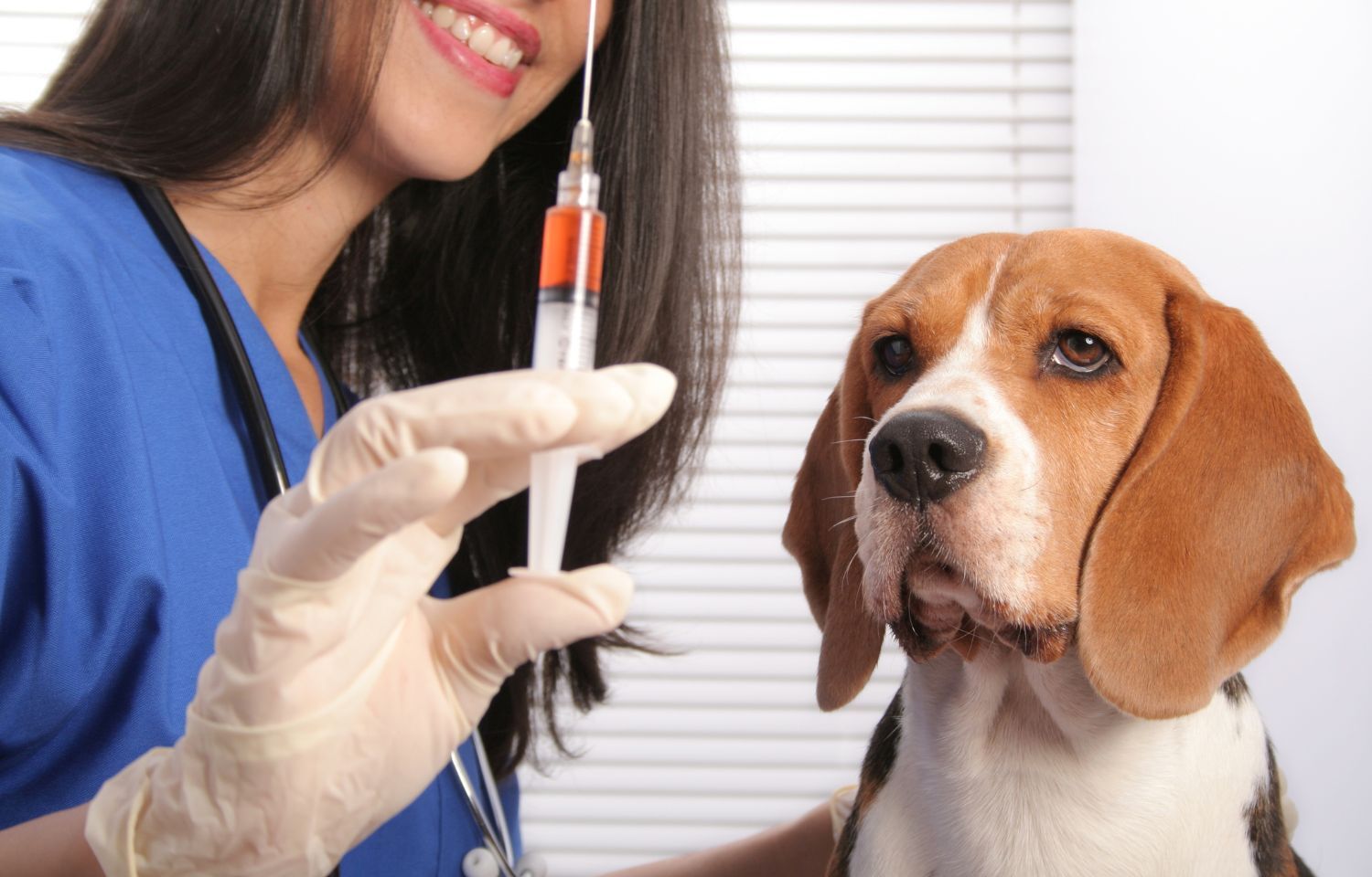FIRST: COVID vaccine for animals launched in India