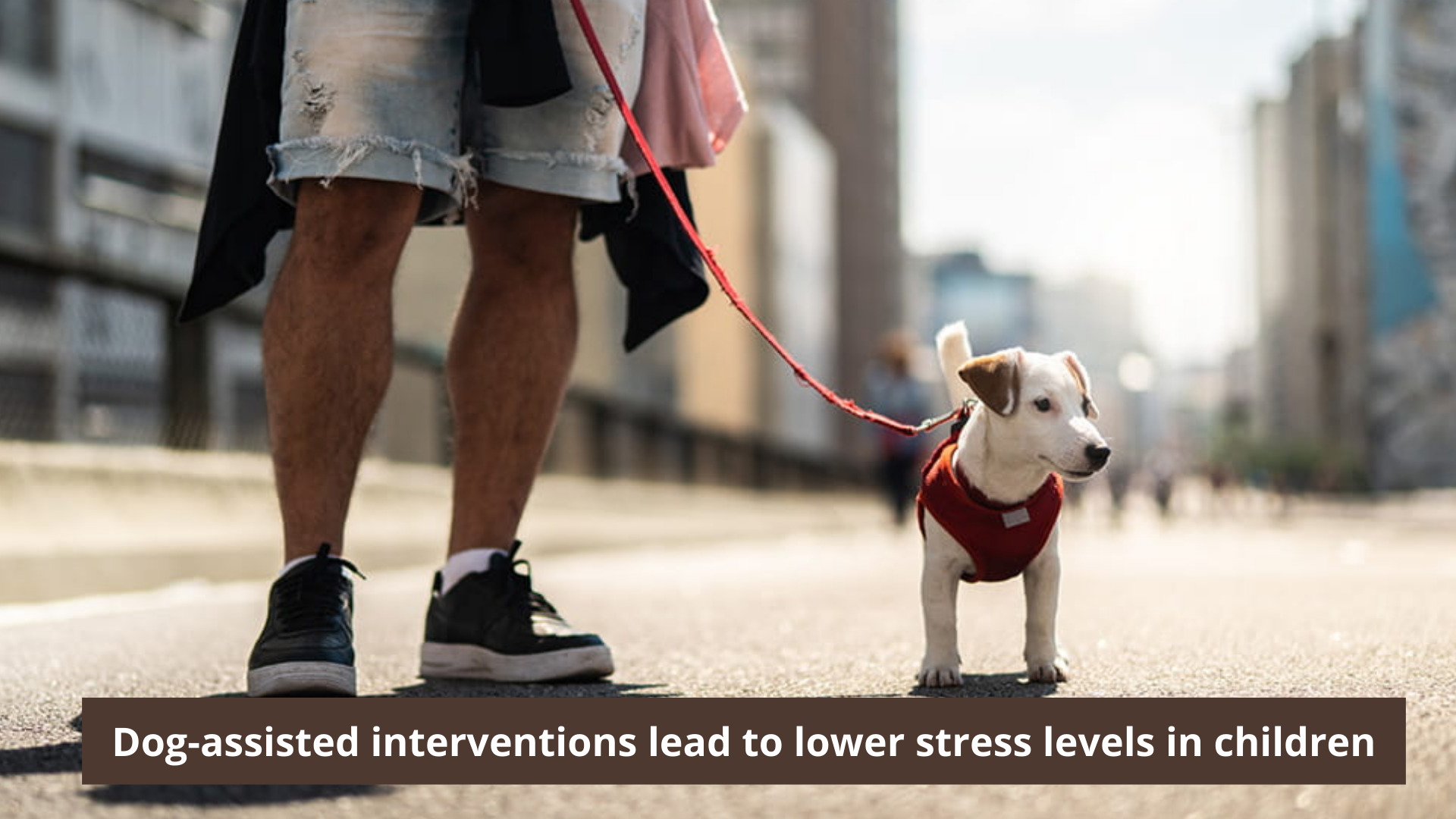 Dog-assisted Interventions Lead To Lower Stress Levels In Children