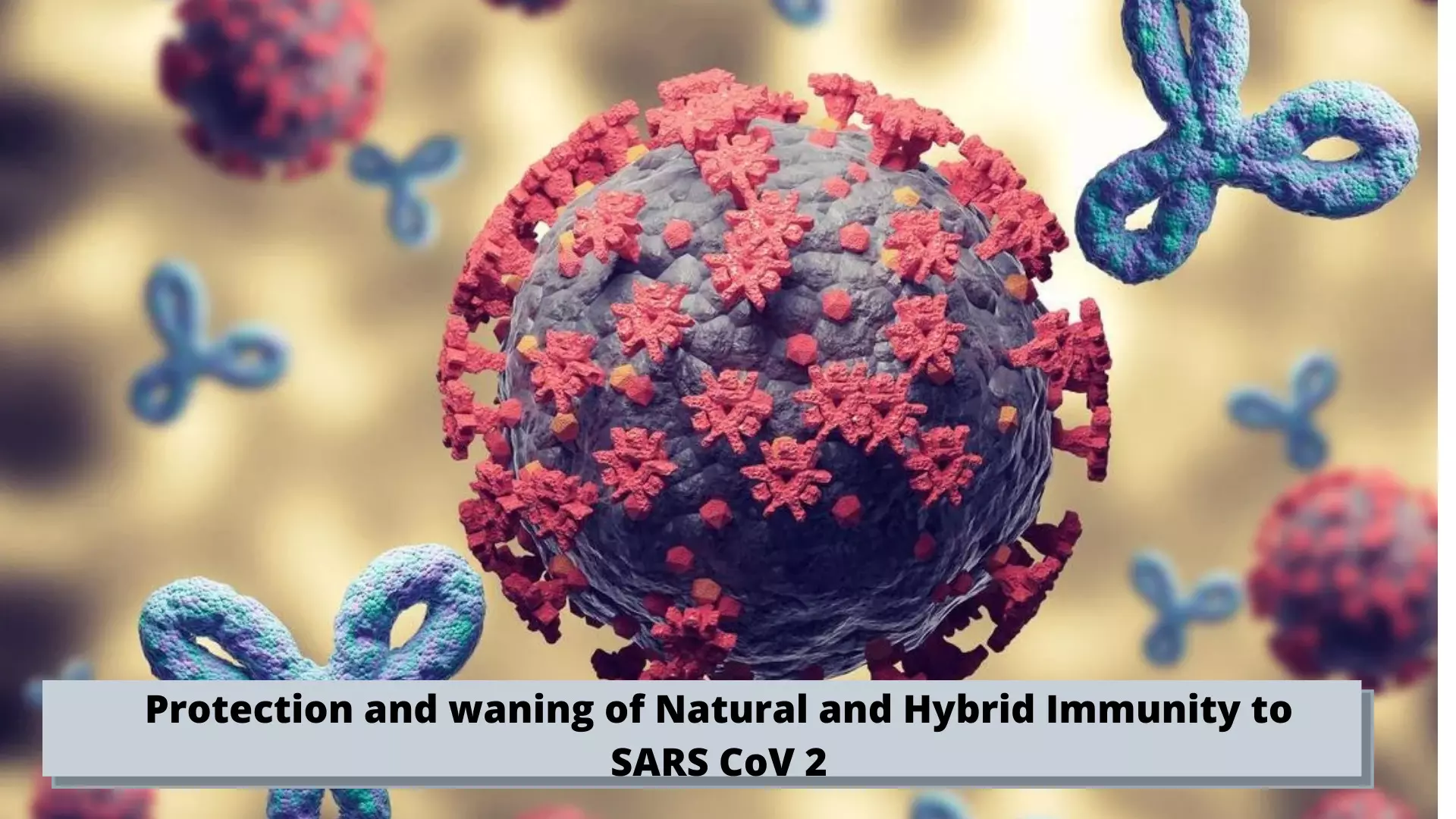 Protection and waning of Natural and Hybrid Immunity to SARS CoV 2