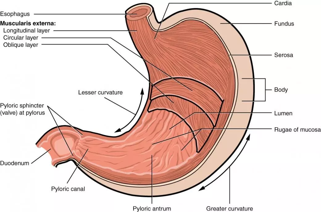 Gastric Bypass better than Sleeve Gastrectomy for 10-Year Outcomes: JAMA