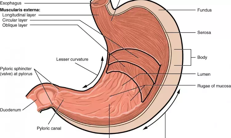 Gastric Bypass better than Sleeve Gastrectomy for 10-Year Outcomes: JAMA