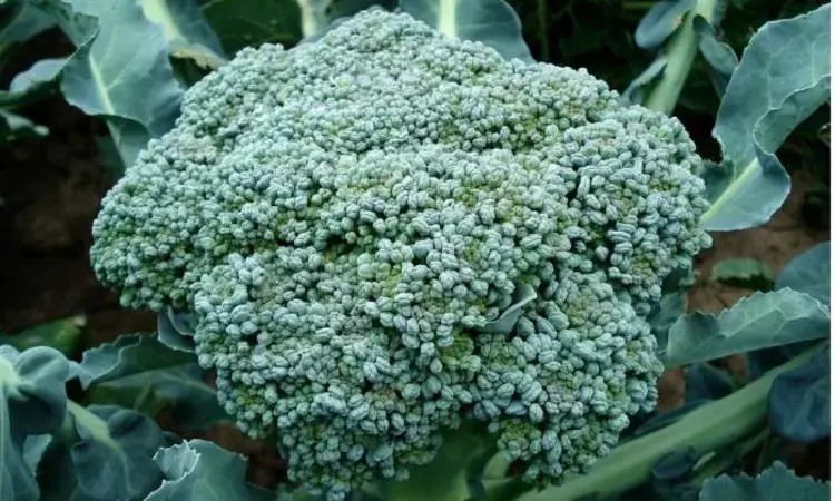 Could a phytochemical derived from vegetables like broccoli be the answer to antibiotic resistant pathogens?