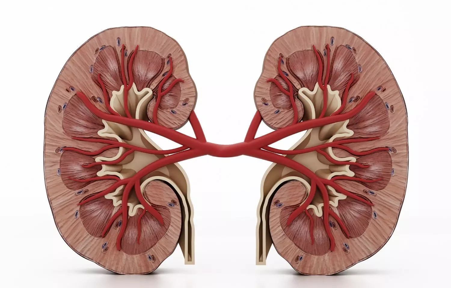 Rosuvastatin linked with signs of kidney damage in real world data
