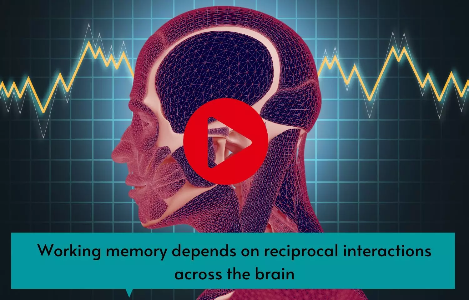 Working memory depends on reciprocal interactions across the brain
