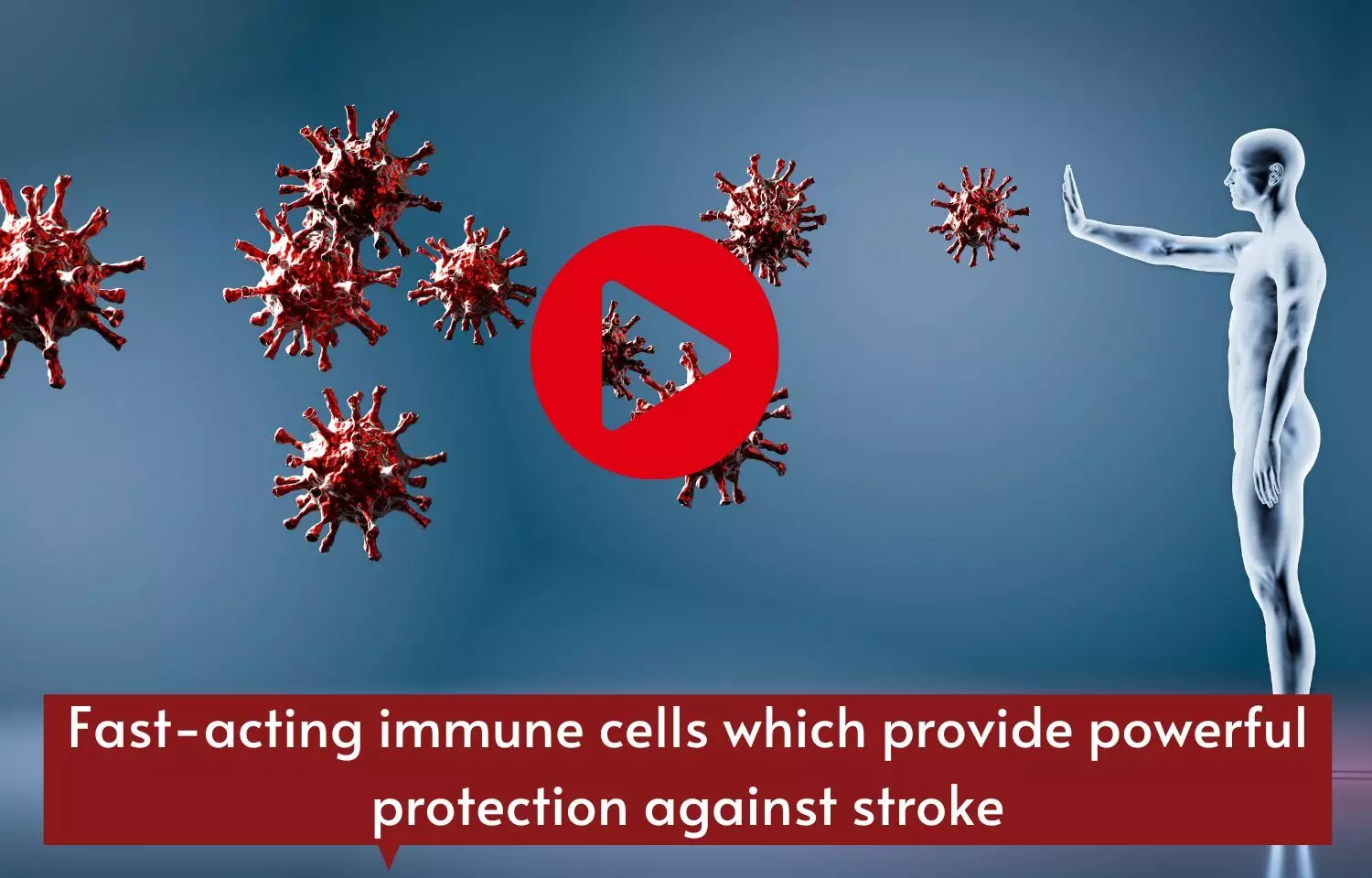 Fast-acting immune cells which provide powerful protection against stroke