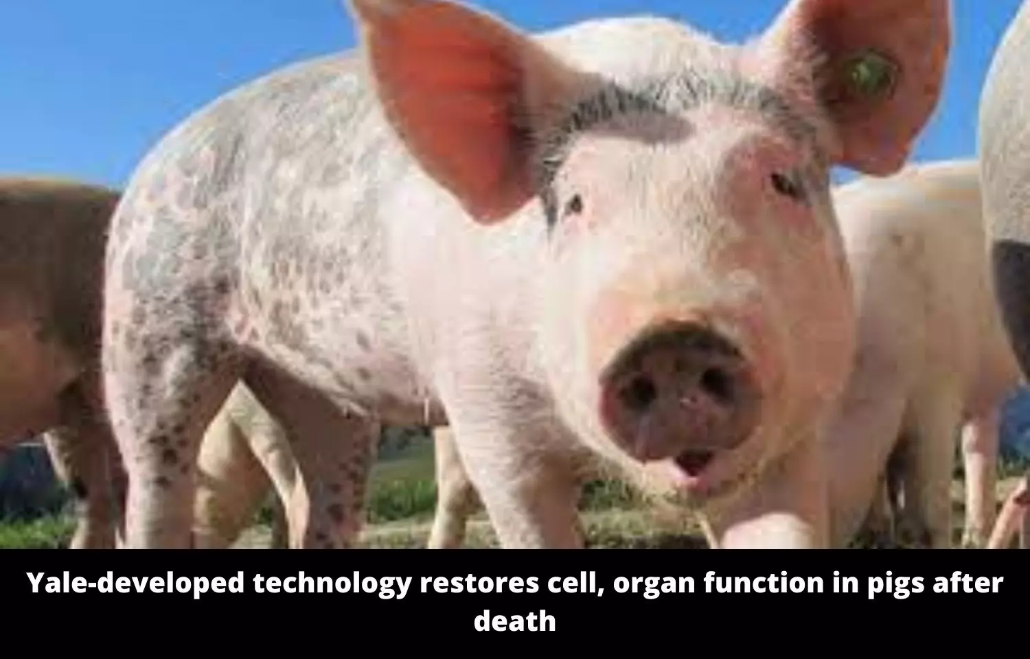 Scientists revive cells and organs in dead pigs