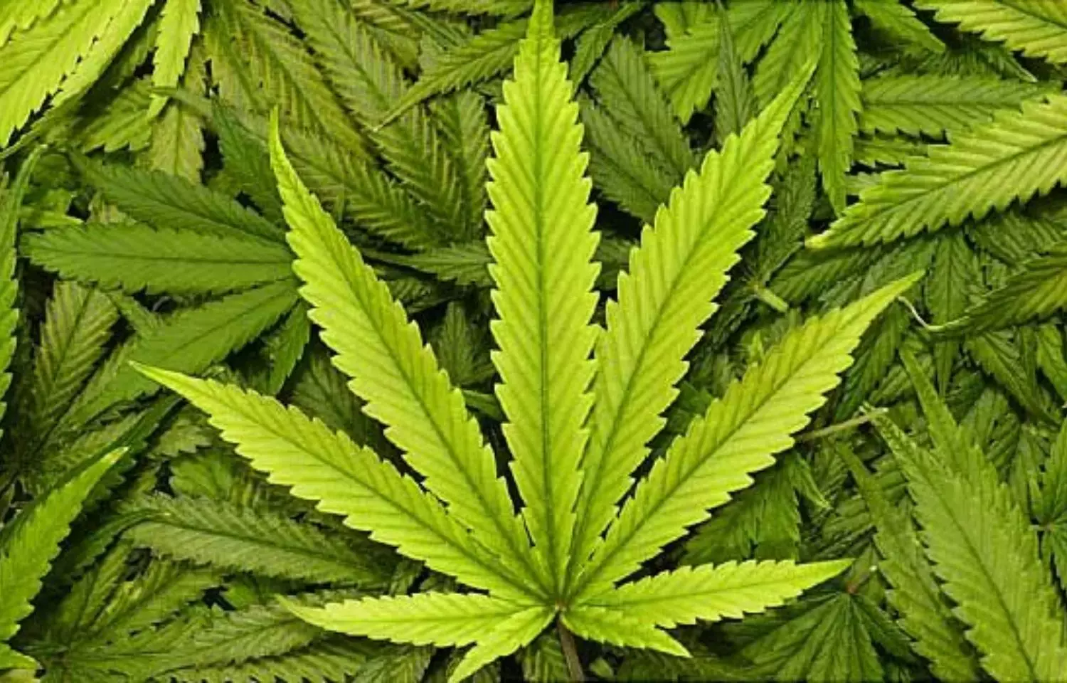 Testicular function harmed by recreational cannabis use in primary infertile men, study finds Testicular function harmed by recreational cannabis use in primary infertile men, study finds