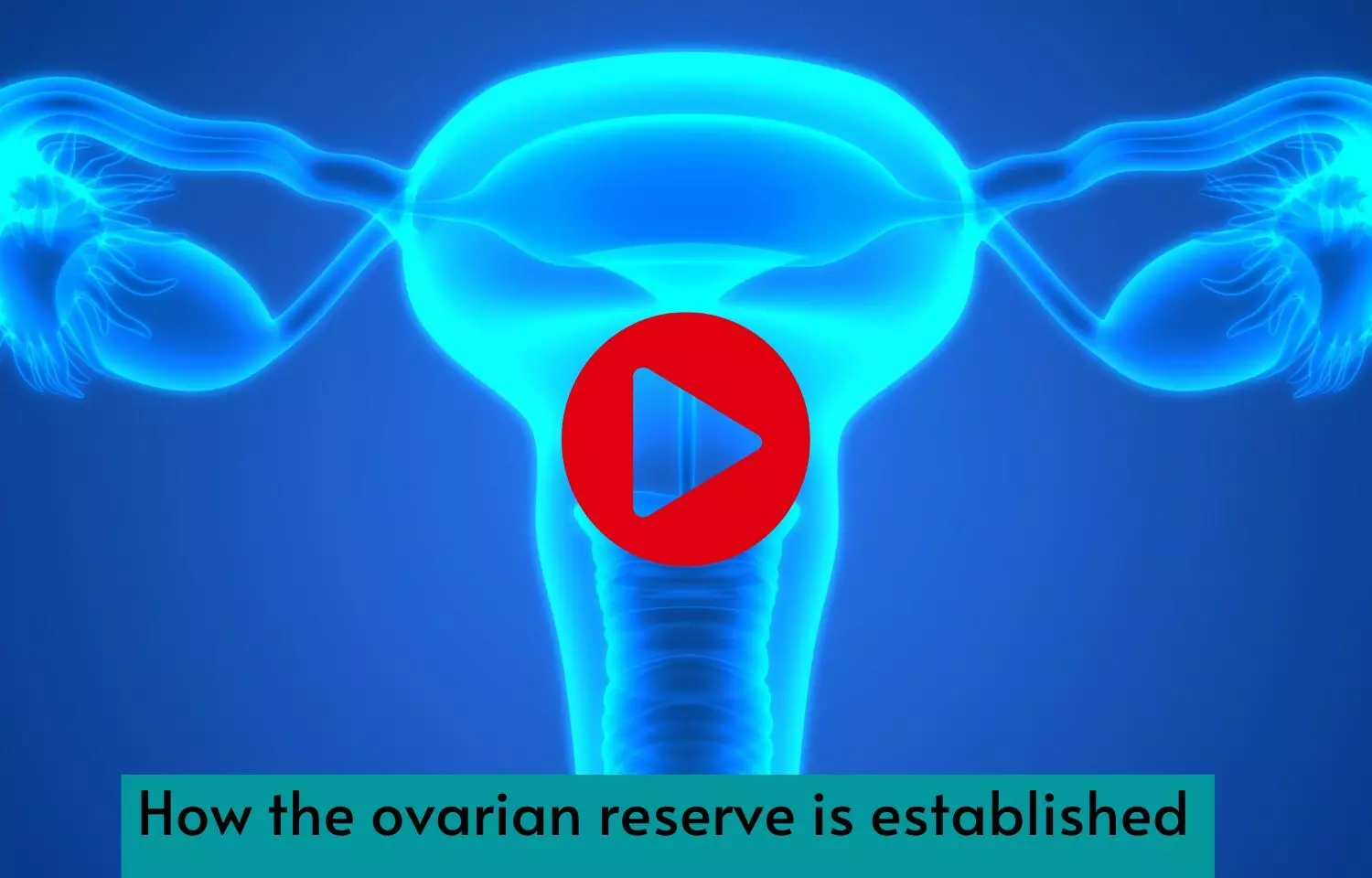 How the ovarian reserve is established