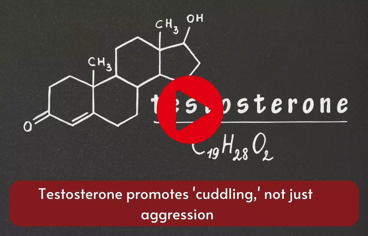 Testosterone promotes cuddling, not just aggression