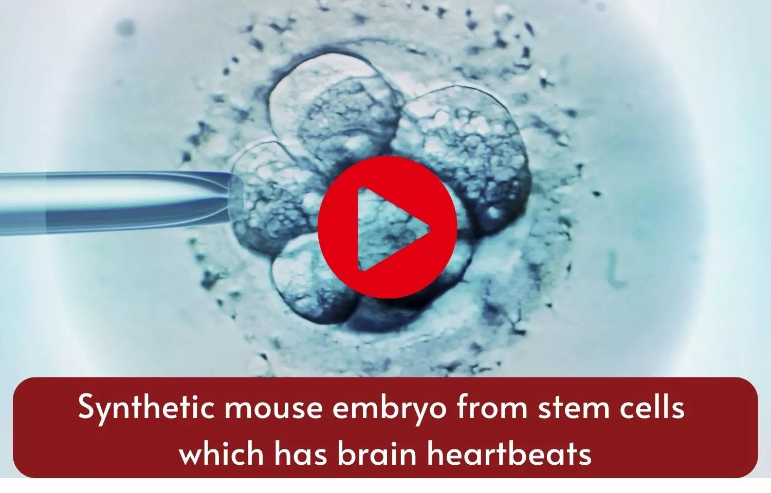 Synthetic mouse embryo from stem cells which has brain heartbeats