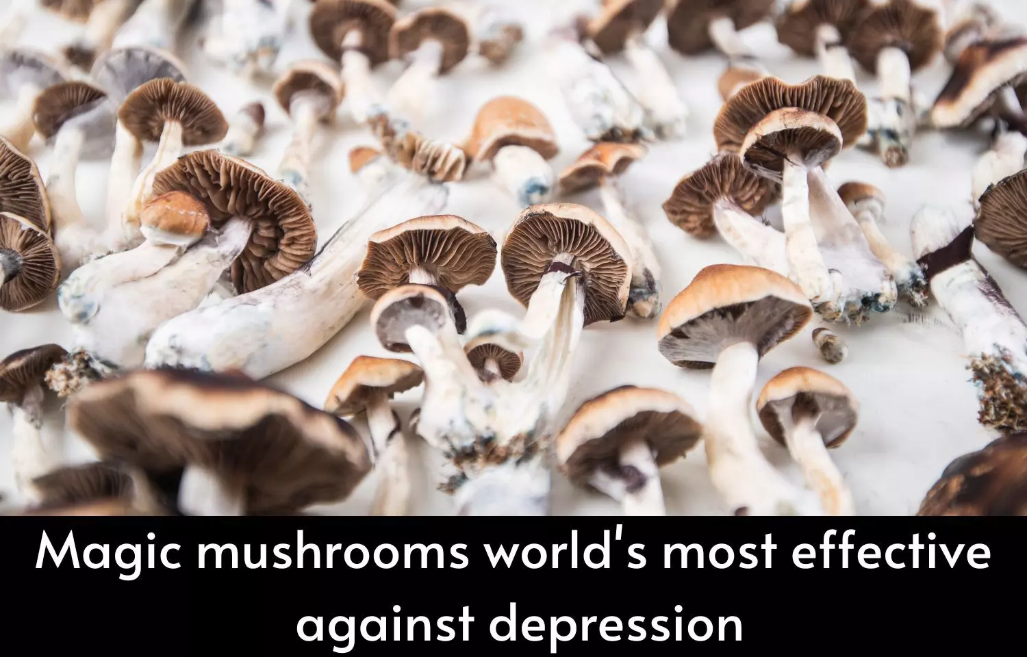 Magic mushrooms likely to be worlds most effective tool against depression