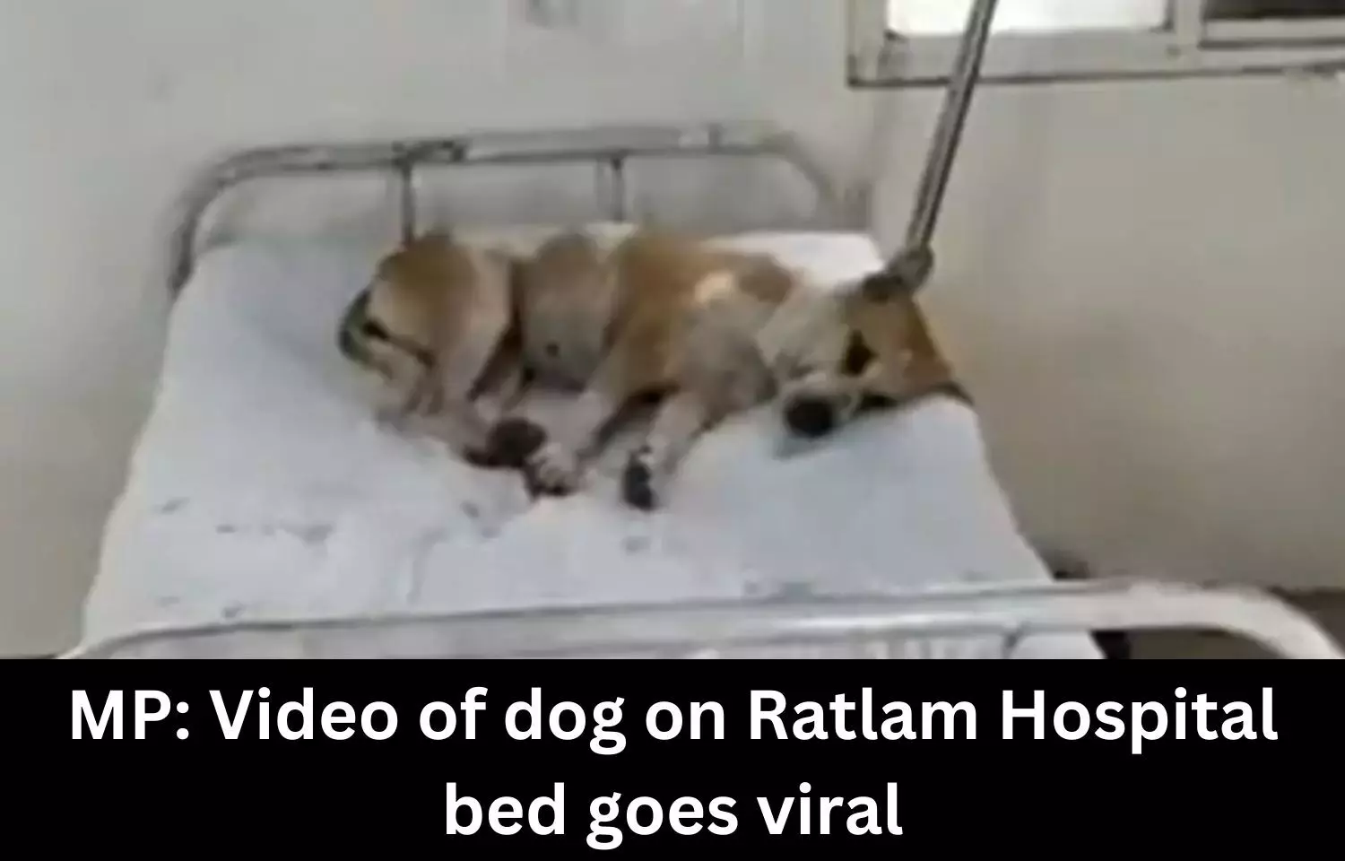 Video of dog on MP Hospital bed goes viral, CMHO says Unaware