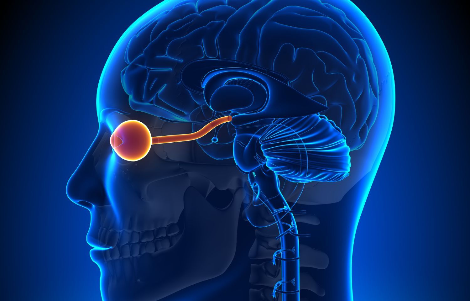 re-perg-not-altered-in-retrograde-optic-nerve-degeneration-among