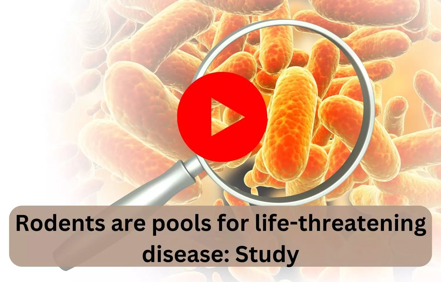 Rodents are pools for life-threatening disease: Study