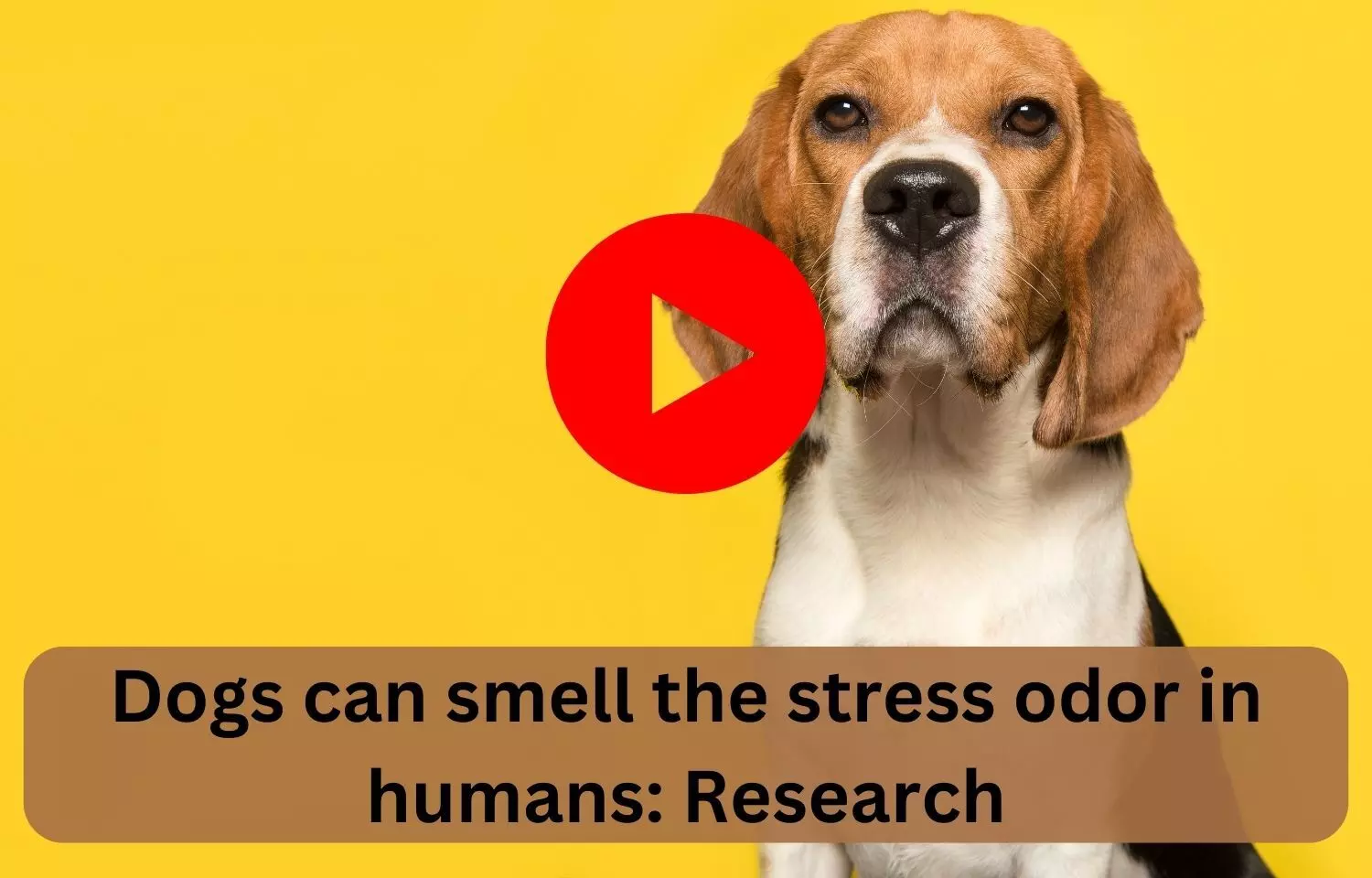 Dogs can smell the stress odor in humans: Research